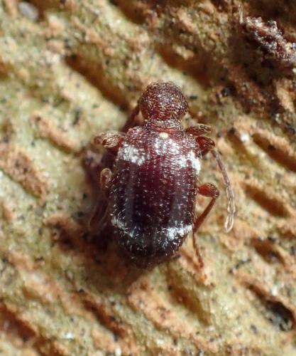 Réf. 222 923 : Ptinus aubei